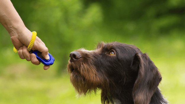 Smart dog training collar with GPS and remote control being used on dog during outdoor training session
