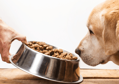 how much should i feed my dog