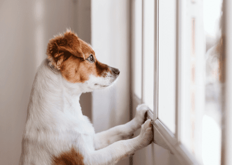simplysmartpettech.com how to help a dog with separation anxiety