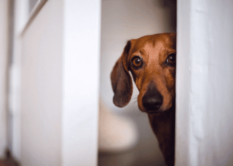 simplysmartpettech.com the best smart dog doors