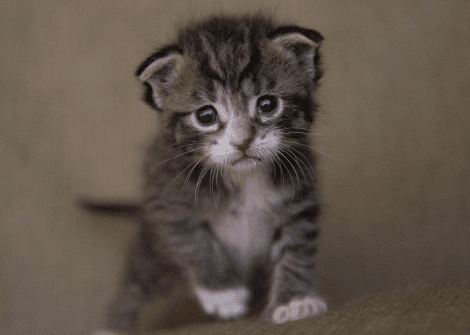 cats separation anxiety guide