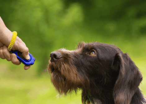 simplysmartpettech The-Best-Smart-Training-Tools-for-Your-Dog-2