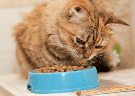 simplysmartpettech.com How Much Should I Feed My Cat