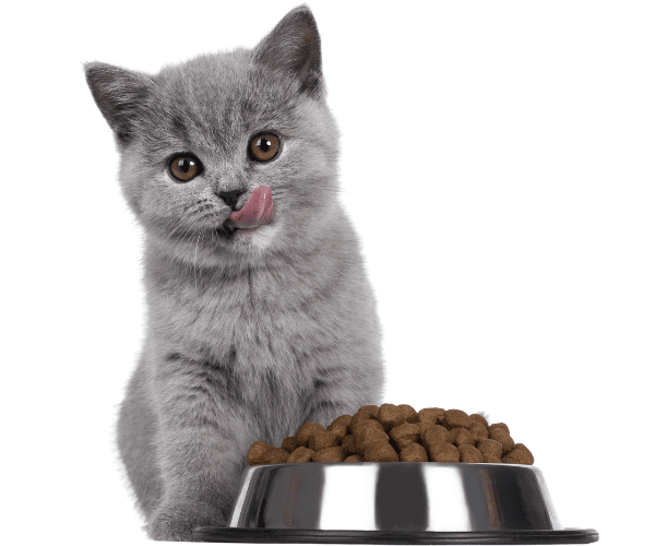 ever asked how much to feed my cat? Then read our comprehensive guide