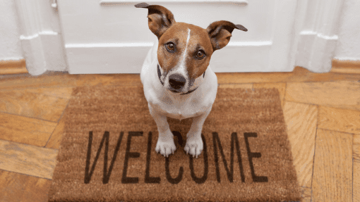 complete buying guide to smart dog doors