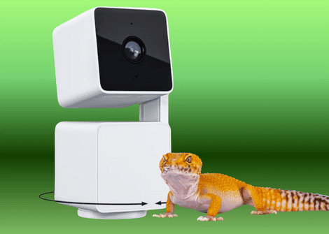 A Guide To Smart Pet Cameras For Reptile Owners