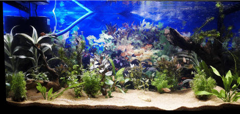 Beginner’s Guide to Cycling Your Aquarium the Right Way a beginner's guide to cycling your aquarium the right way, with tips and tricks
