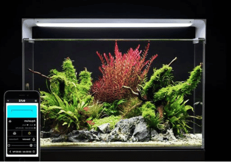 How Smart Lighting Systems Are Transforming Freshwater and Saltwater Tanks