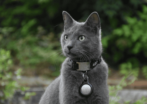 How To Keep Your Cat Safe With a GPS Cat Collar