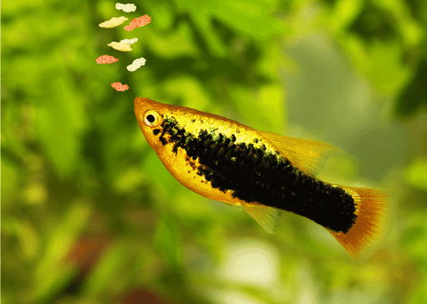 The Best Feeding Schedule for Healthy Aquarium Fish