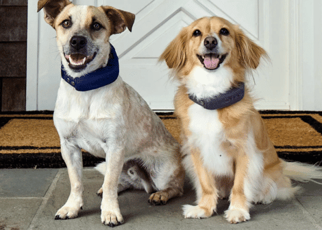 The Best Smart Dog Collars