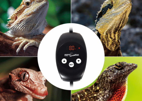 The Best Smart Thermostats For Reptile Tanks