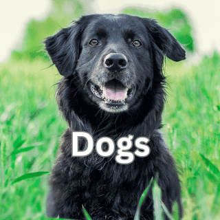 simplysmartpettech.com Dogs Articles