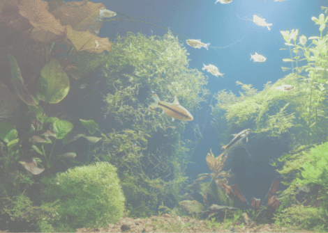 why is my fish tank cloudy