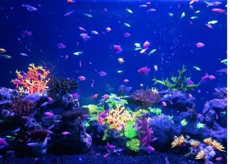Best Smart LED Lights for Aquariums beautiful aquarium lit up showing the best smart LED lights for aquariums
